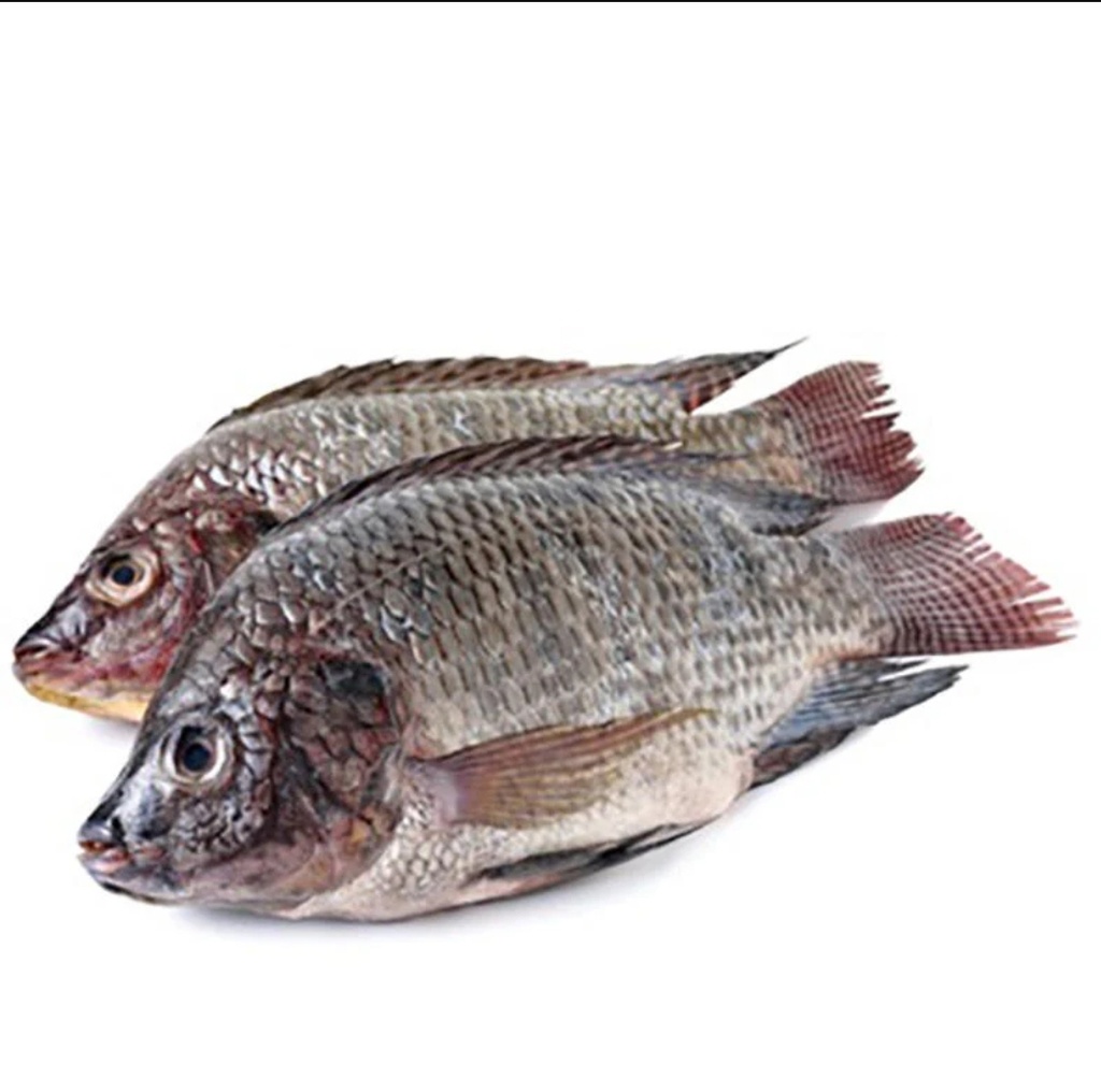 Bonifresh Tilapia Black Clean 1600gm Plus Mosambic 10kg 