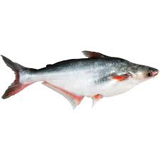 Bonifresh Pangasius Whole Gutted 600-900gm Iwp 4kg 