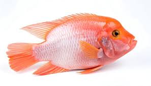 Bonifresh Tilapia Red Clean 500/800gm  4kg.