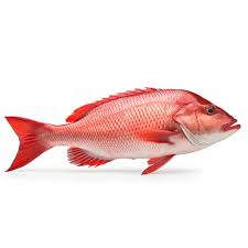Red Snapper/Bessugo 600-800gm 10kg 